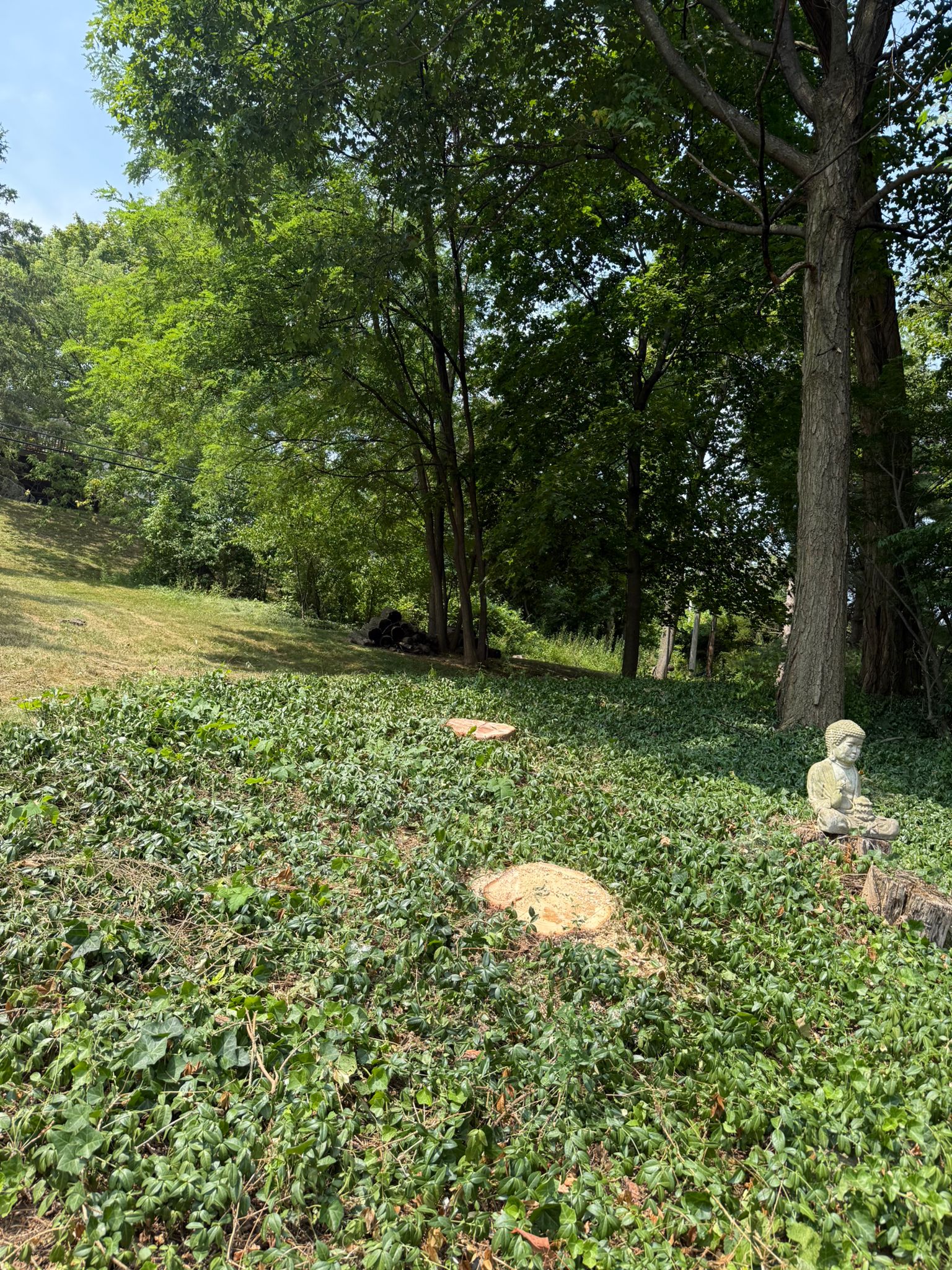 tree-service-rochester-ny