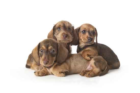 mixed breed puppies for sale
